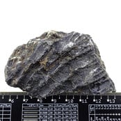 Fossile Seelilie (Crinoid) aus Mexiko