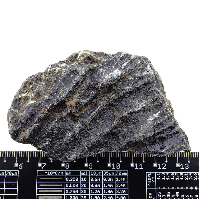 Fossil sea lily (crinoid) from Mexico