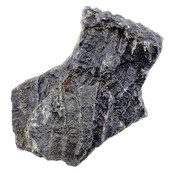 Fossil sea lily (crinoid) from Mexico