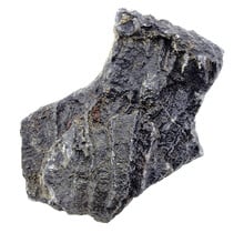 Fossile Seelilie (Crinoid) aus Mexiko