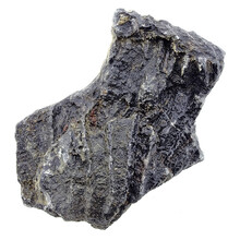 Fossiler Seelilienkern aus Mexiko