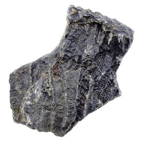 Fossil crinoid from Mexico