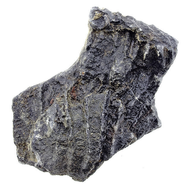 Fossil sea lily (crinoid) from Mexico