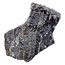 Fossile Seelilie (Crinoid) aus Mexiko
