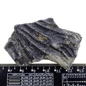 Fossile Seelilie (Crinoid) aus Mexiko