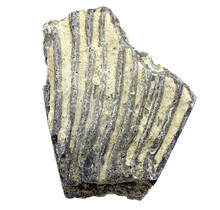 Fossile Seelilie (Crinoid) aus Mexiko