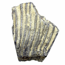 Fossiele crinoïde uit Mexico