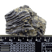 Fossiele zeelelie (crinoïde) uit Mexico