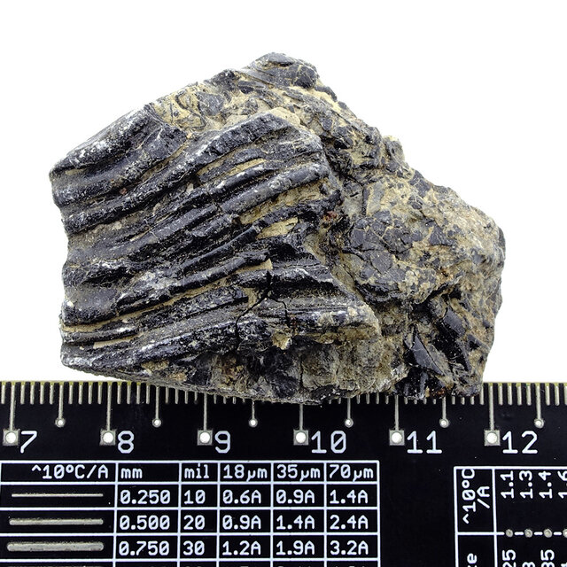 Fossile Seelilie (Crinoid) aus Mexiko