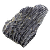 Fossil sea lily (crinoid) from Mexico