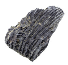 Fossiele zeelelie (crinoïde) uit Mexico