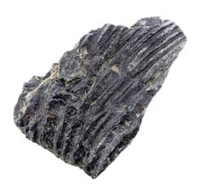 Fossile Seelilie (Crinoid) aus Mexiko