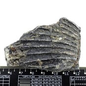 Fossile Seelilie (Crinoid) aus Mexiko