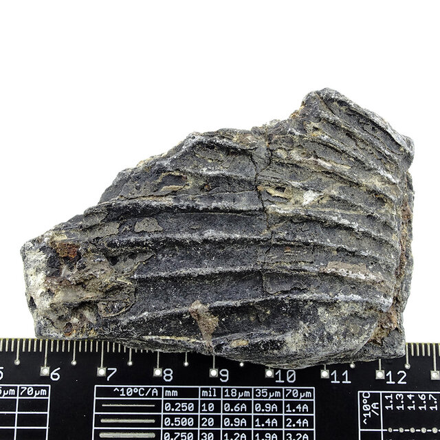 Fossil sea lily (crinoid) from Mexico