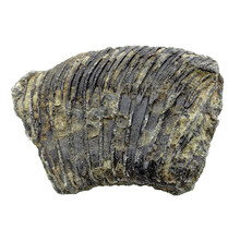 Fossiele zeelelie (crinoïde) uit Mexico