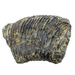 Fossil crinoid from Mexico