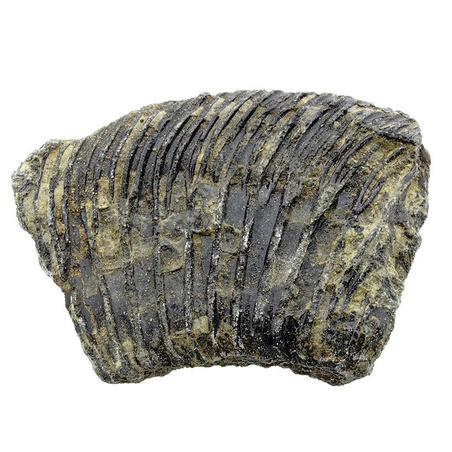 Fossil sea lily (crinoid) from Mexico