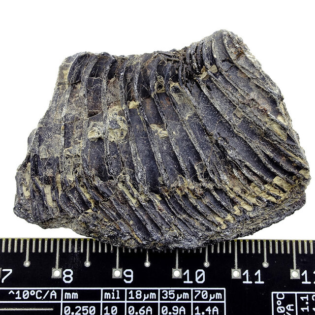 Fossil sea lily (crinoid) from Mexico