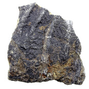 Fossile Seelilie (Crinoid) aus Mexiko