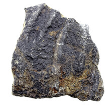 Fossiele zeelelie (crinoïde) uit Mexico