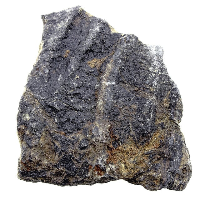 Fossil sea lily (crinoid) from Mexico