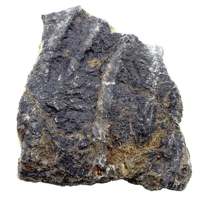 Fossile Seelilie (Crinoid) aus Mexiko