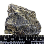 Fossil sea lily (crinoid) from Mexico