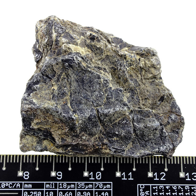 Fossil sea lily (crinoid) from Mexico