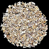 500 gram fossielen haaientandjes en roggentandjes uit Marokko