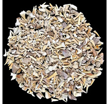 500 Gramm fossilen Haifischzähnen und Rochenzähnen aus Marokko