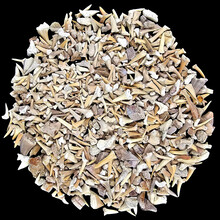 Fossilen Haifischzähnen und Rochenzähnen