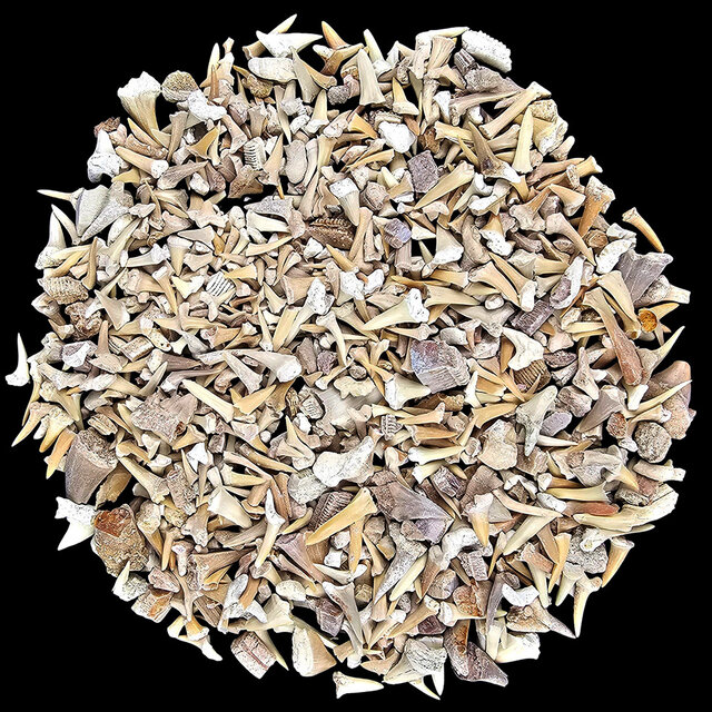 500 gram fossielen haaientandjes en roggentandjes uit Marokko