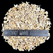 500 grams of shark teeth and ray teeth from Morocco