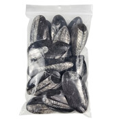 15 stuks orthoceras van ongeveer 6 cm