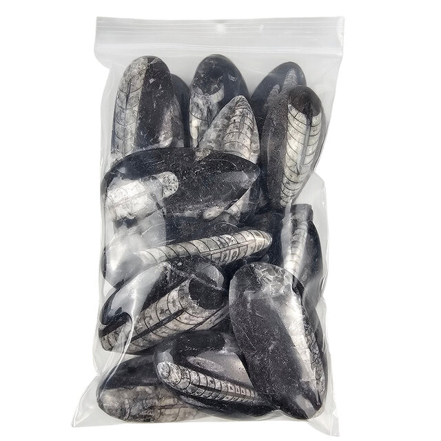 15 pieces of orthoceras of approximately 6 cm