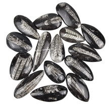15 pieces of orthoceras of approximately 6 cm