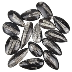 Orthoceras 15 stuks
