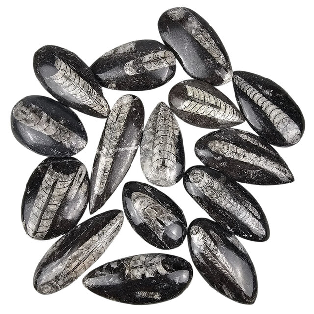 15 pieces of orthoceras of approximately 6 cm