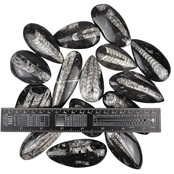 15 pieces of orthoceras of approximately 6 cm