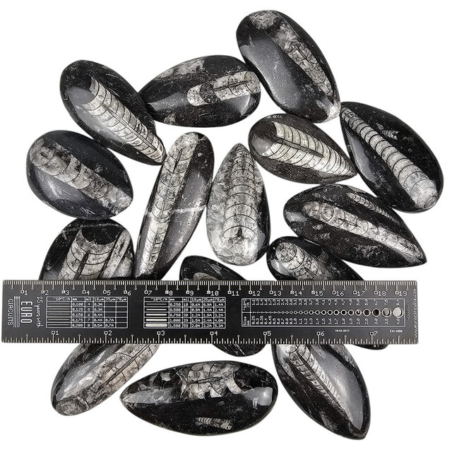 15 pieces of orthoceras of approximately 6 cm