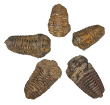 5 trilobieten tussen 6 en 10 cm