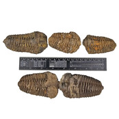 5 trilobites between 6 and 10 cm