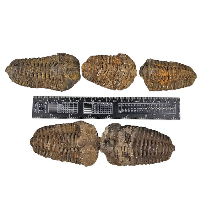 5 trilobites between 6 and 10 cm