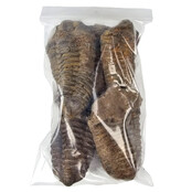 5 Trilobiten zwischen 6 und 10 cm