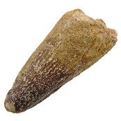 Echte dinosaurus tand van de spinosaurus