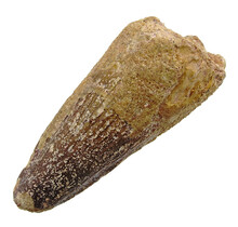 Real dinosaur tooth from a Spinosaurus
