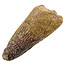 Real dinosaur tooth from a Spinosaurus