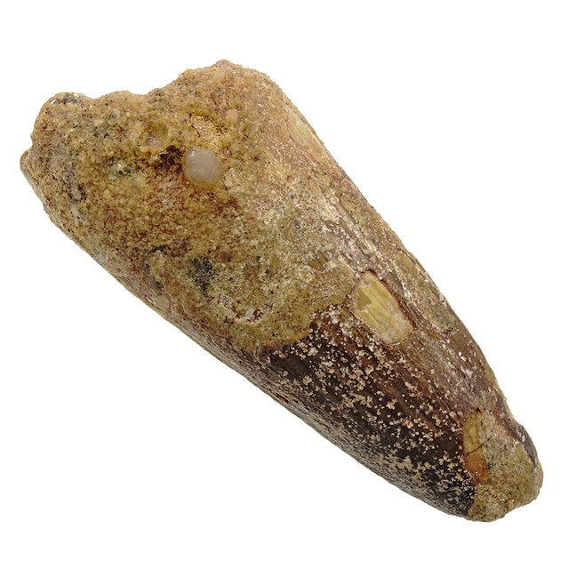 Real dinosaur tooth from a Spinosaurus