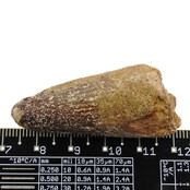 Echt Dinosaurier Zahn spinosaurus