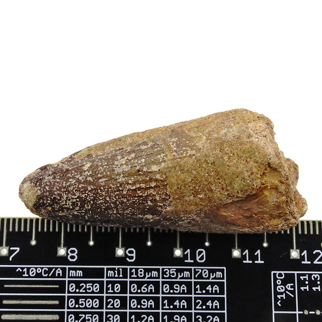 Echt Dinosaurier Zahn spinosaurus